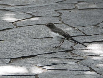 ハクセキレイ 名城公園 2023年5月21日(日)