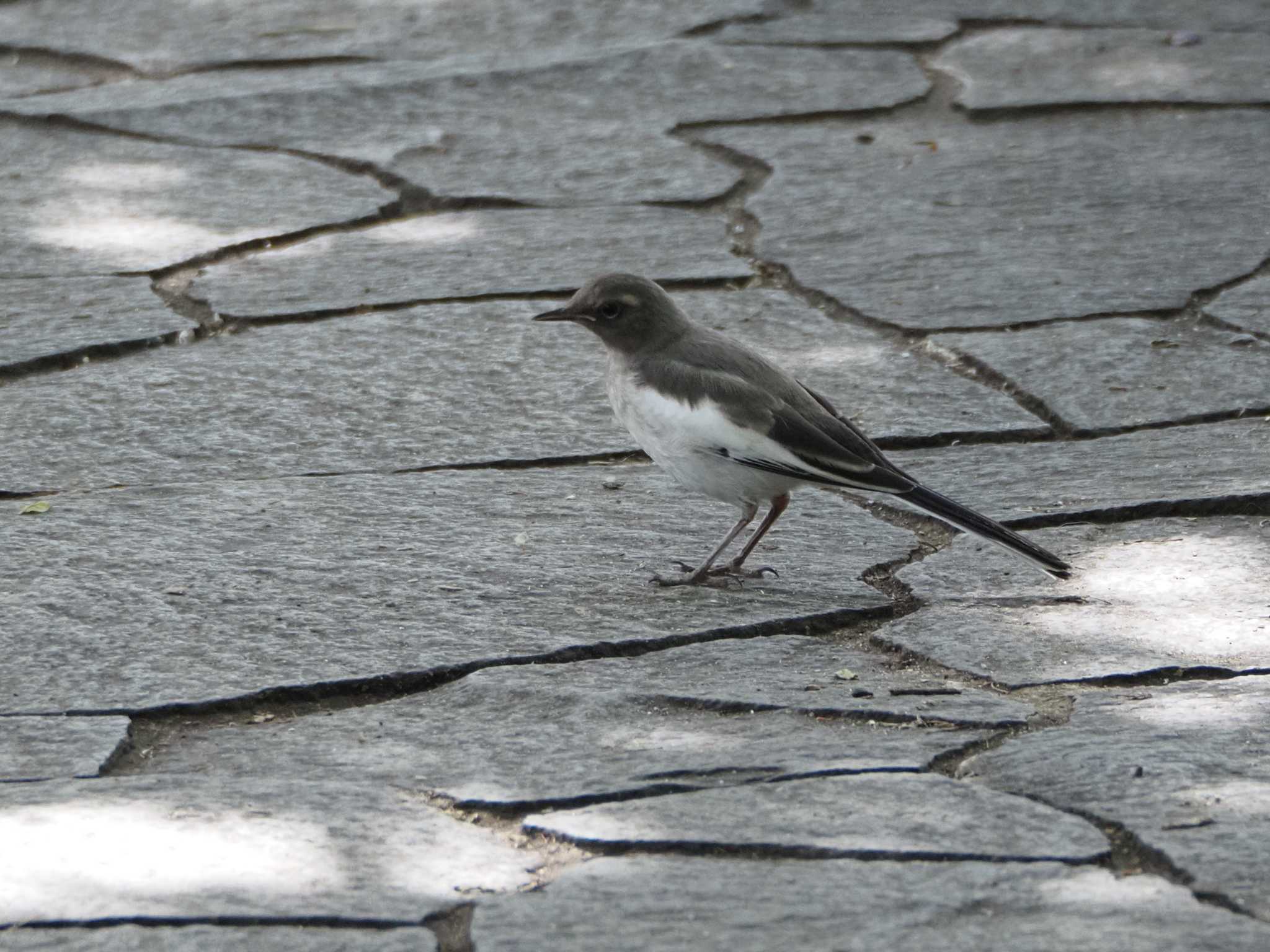 Photo of White Wagtail at 名城公園 by MaNu猫