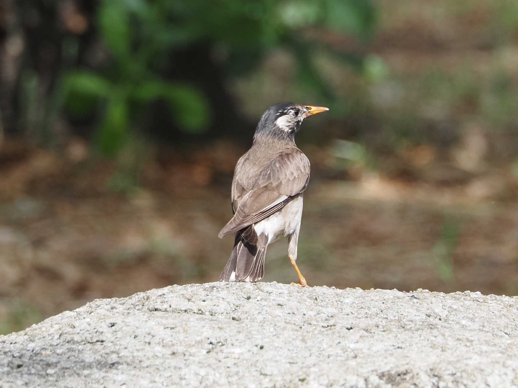 Photo of White-cheeked Starling at 名城公園 by MaNu猫