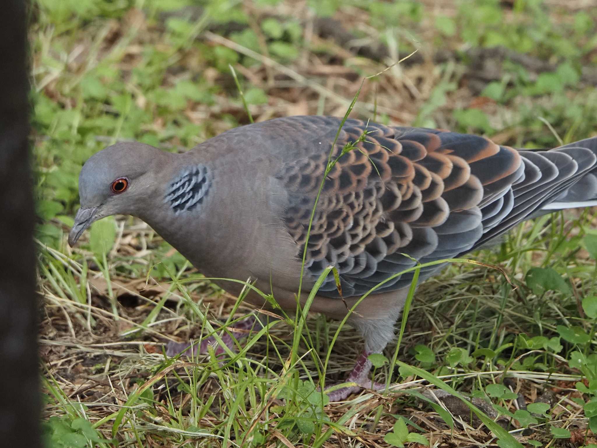 Oriental Turtle Dove