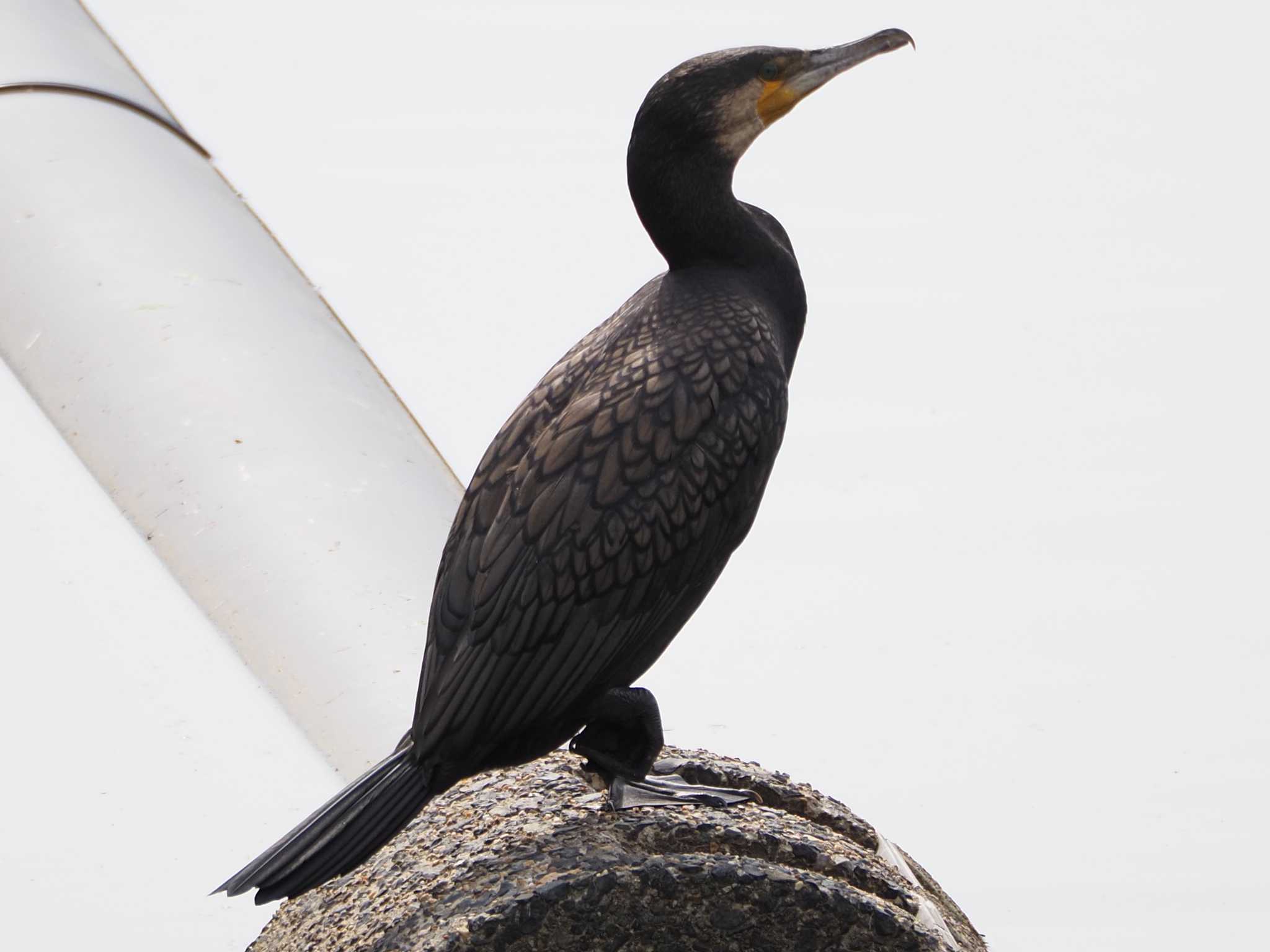 Great Cormorant