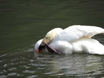 コブハクチョウ 名城公園 2023年5月21日(日)