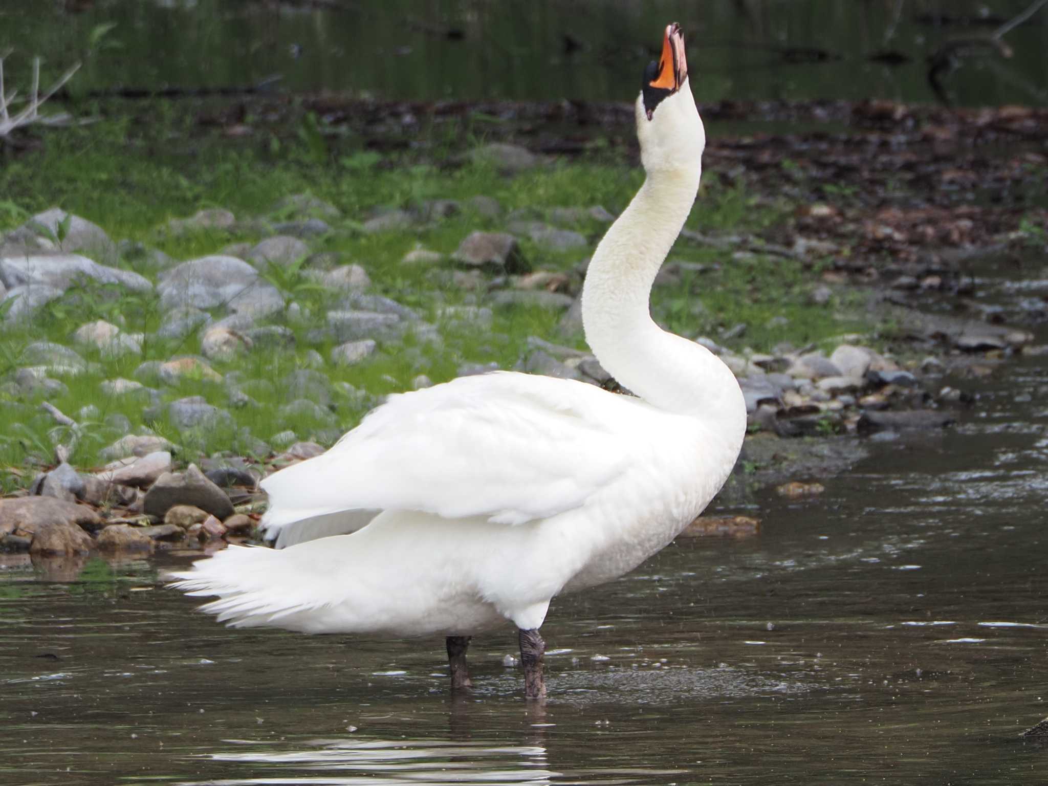 Mute Swan