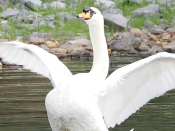 コブハクチョウ 名城公園 2023年5月21日(日)