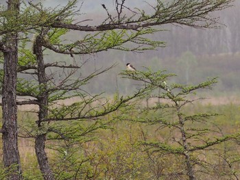 2023年5月19日(金) 奥日光(戦場ヶ原,湯滝)の野鳥観察記録