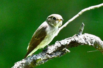 Dark-sided Flycatcher 油山市民の森 Sun, 5/21/2023