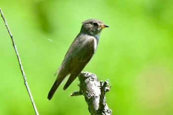 Dark-sided Flycatcher 油山市民の森 Sun, 5/21/2023