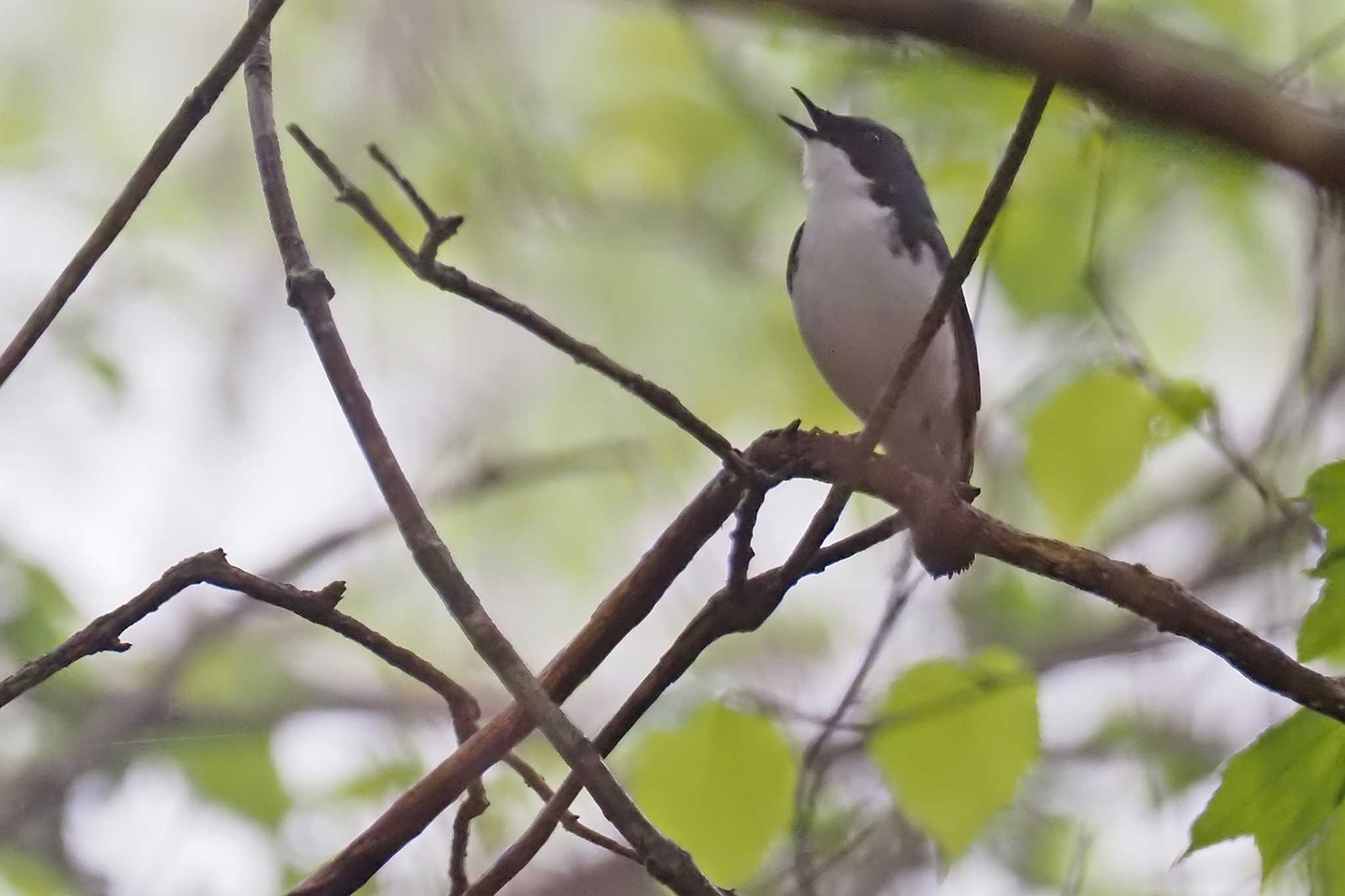 Siberian Blue Robin