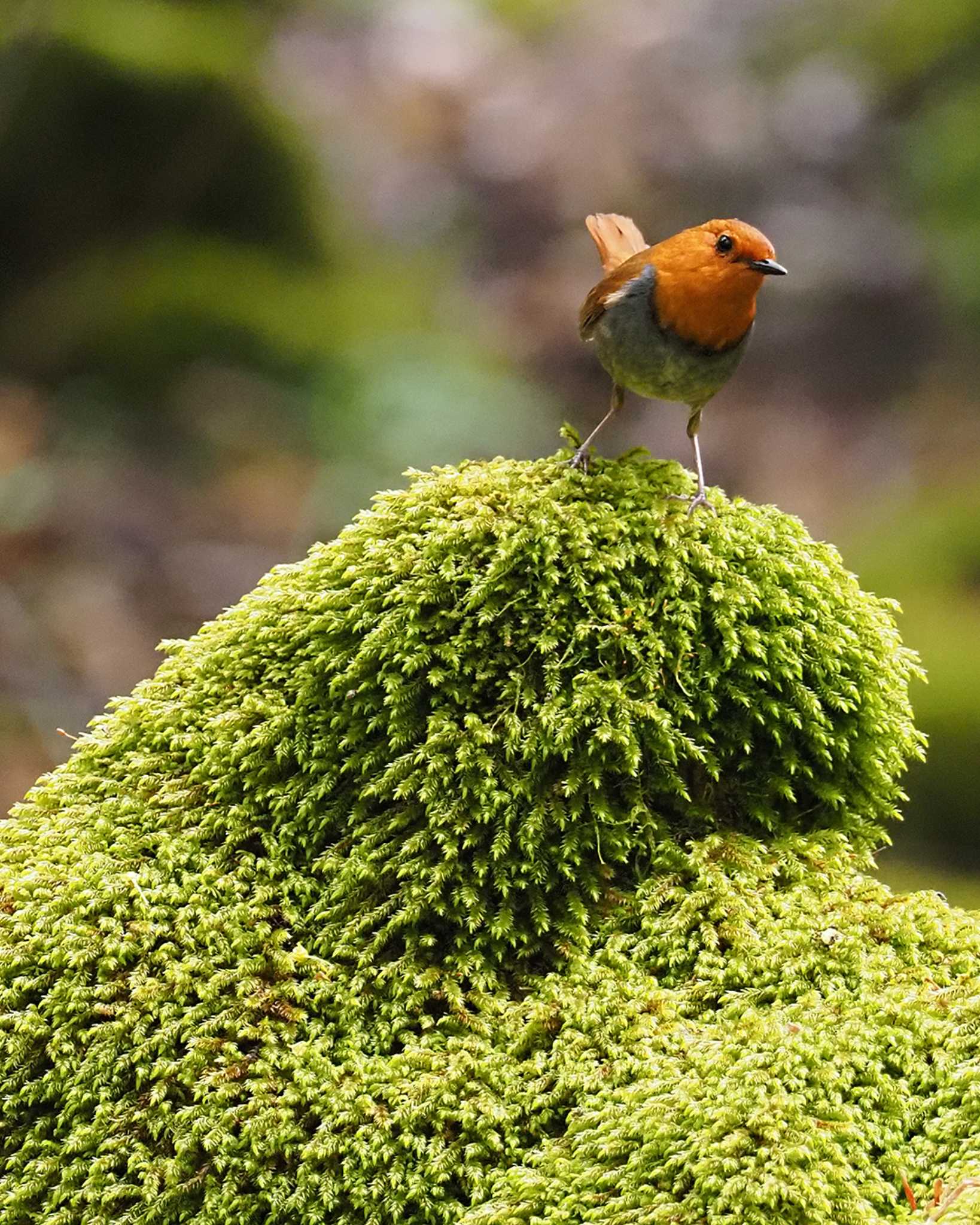 Japanese Robin