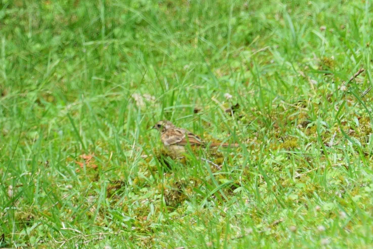 ささやまの森 ホオジロの写真 by マル