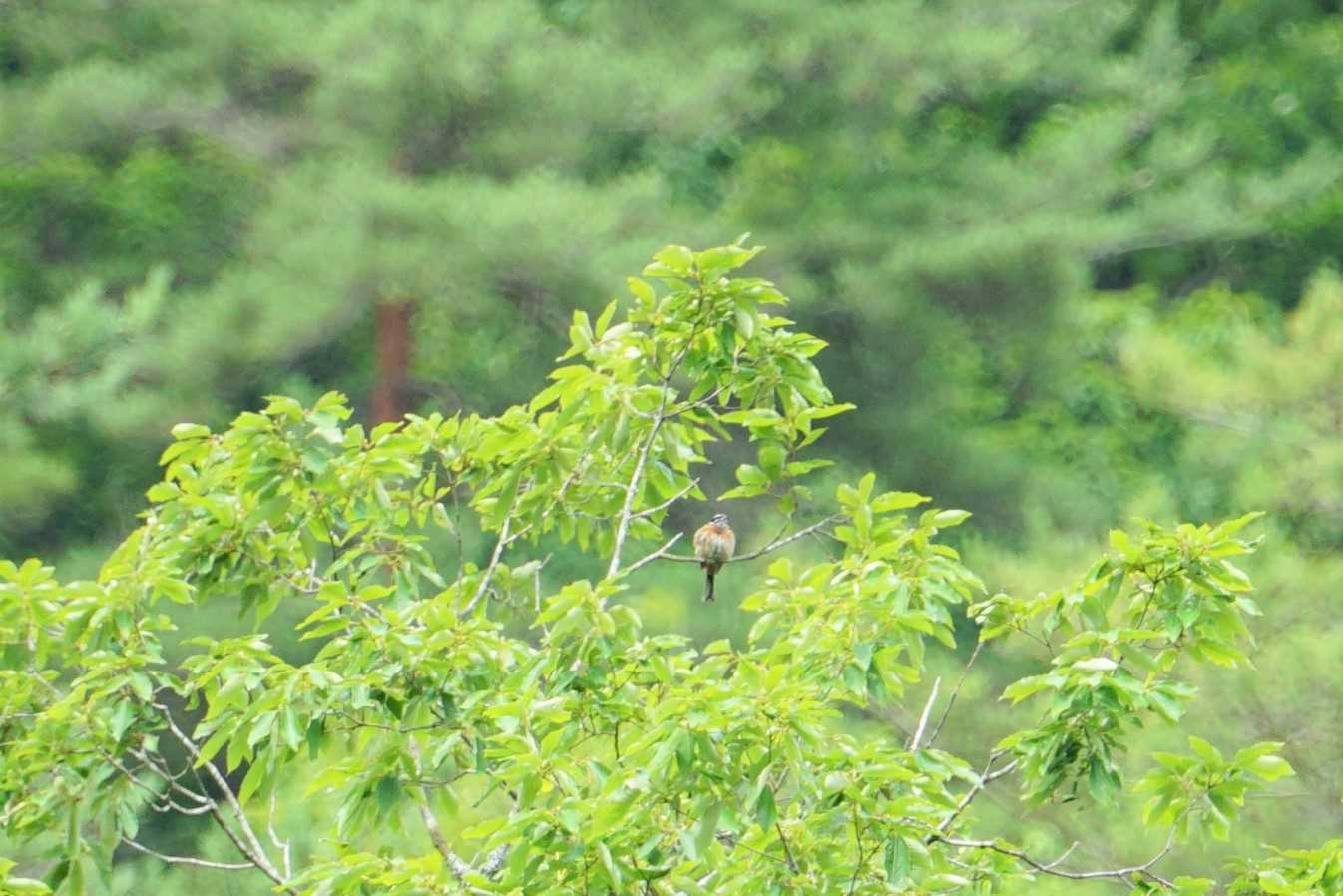 ささやまの森 ホオジロの写真 by マル