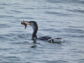 Sat, 5/6/2023 Birding report at 観音崎公園