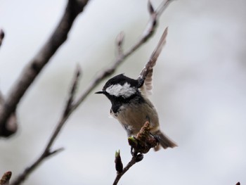 Coal Tit 富士山五合目 Mon, 5/22/2023