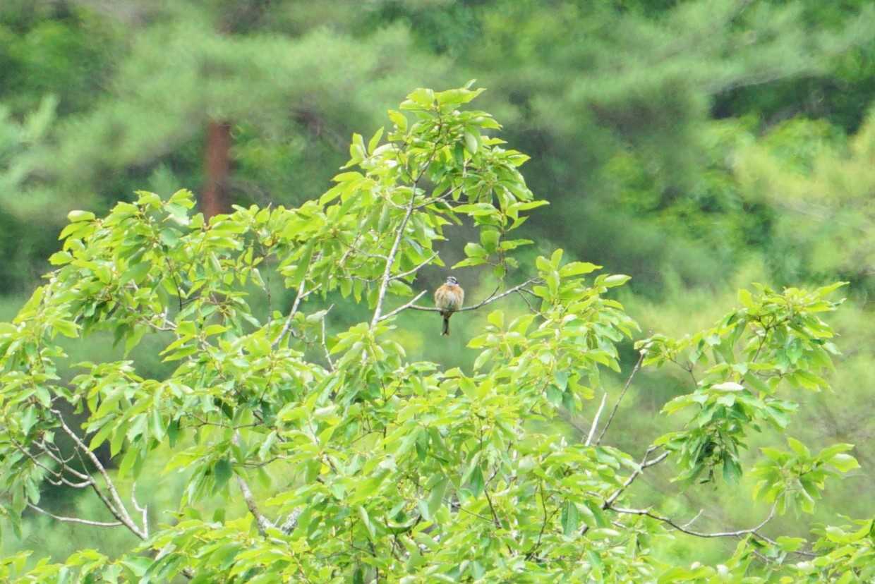 ささやまの森 ホオジロの写真 by マル