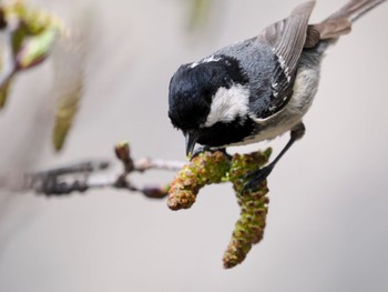 Coal Tit 富士山五合目 Mon, 5/22/2023