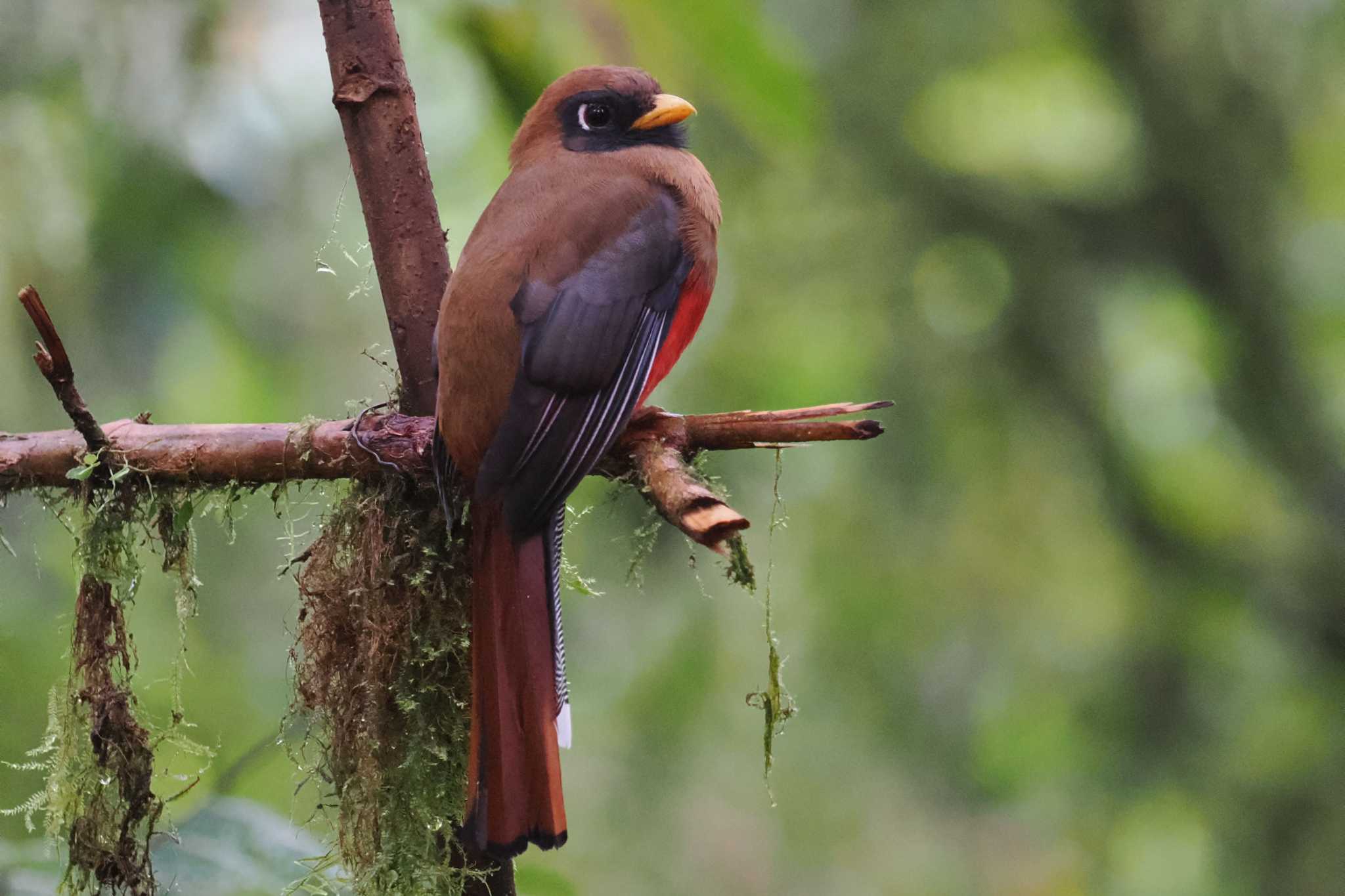 Mindo(Ecuador) カオグロキヌバネドリの写真 by 藤原奏冥