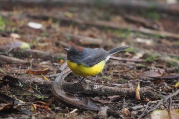 Yellow-rumped Flowerpecker