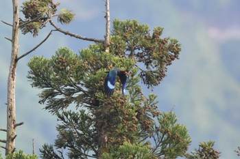 ブッポウソウ 松之山 2023年5月20日(土)