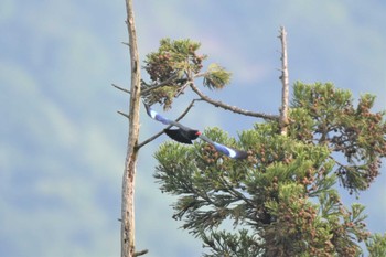 ブッポウソウ 松之山 2023年5月20日(土)