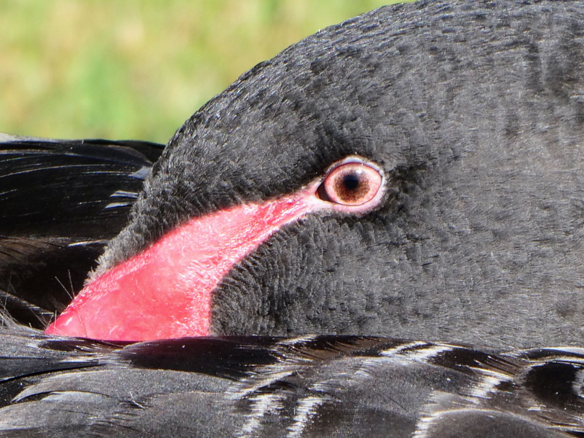 Photo of Black Swan at Centennial Park (Sydney) by Maki