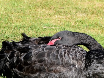 Black Swan Centennial Park (Sydney) Wed, 5/10/2023