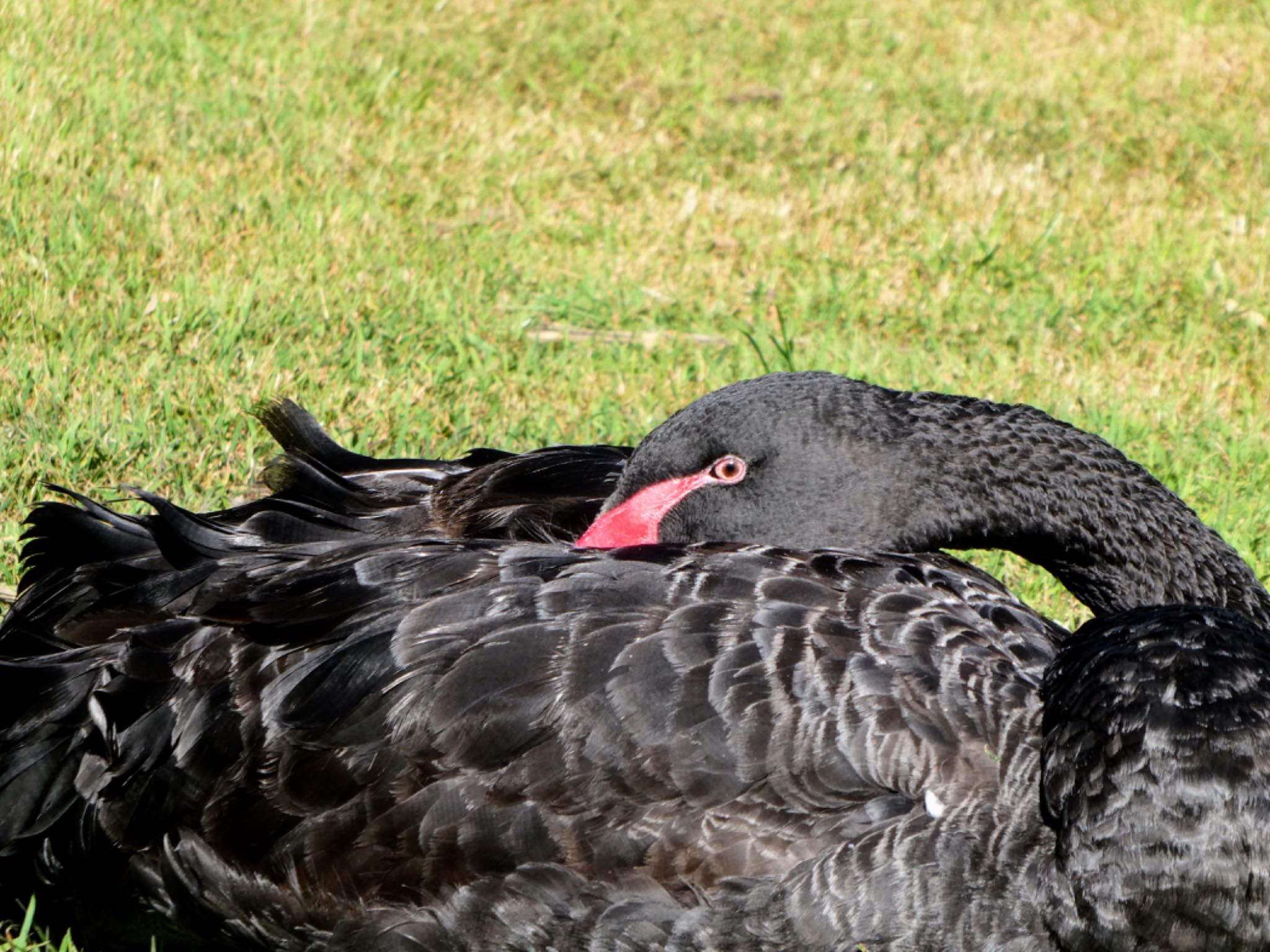 Photo of Black Swan at Centennial Park (Sydney) by Maki