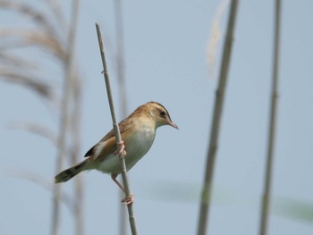 Zitting Cisticola Tonegawa Kojurin Park Mon, 5/22/2023