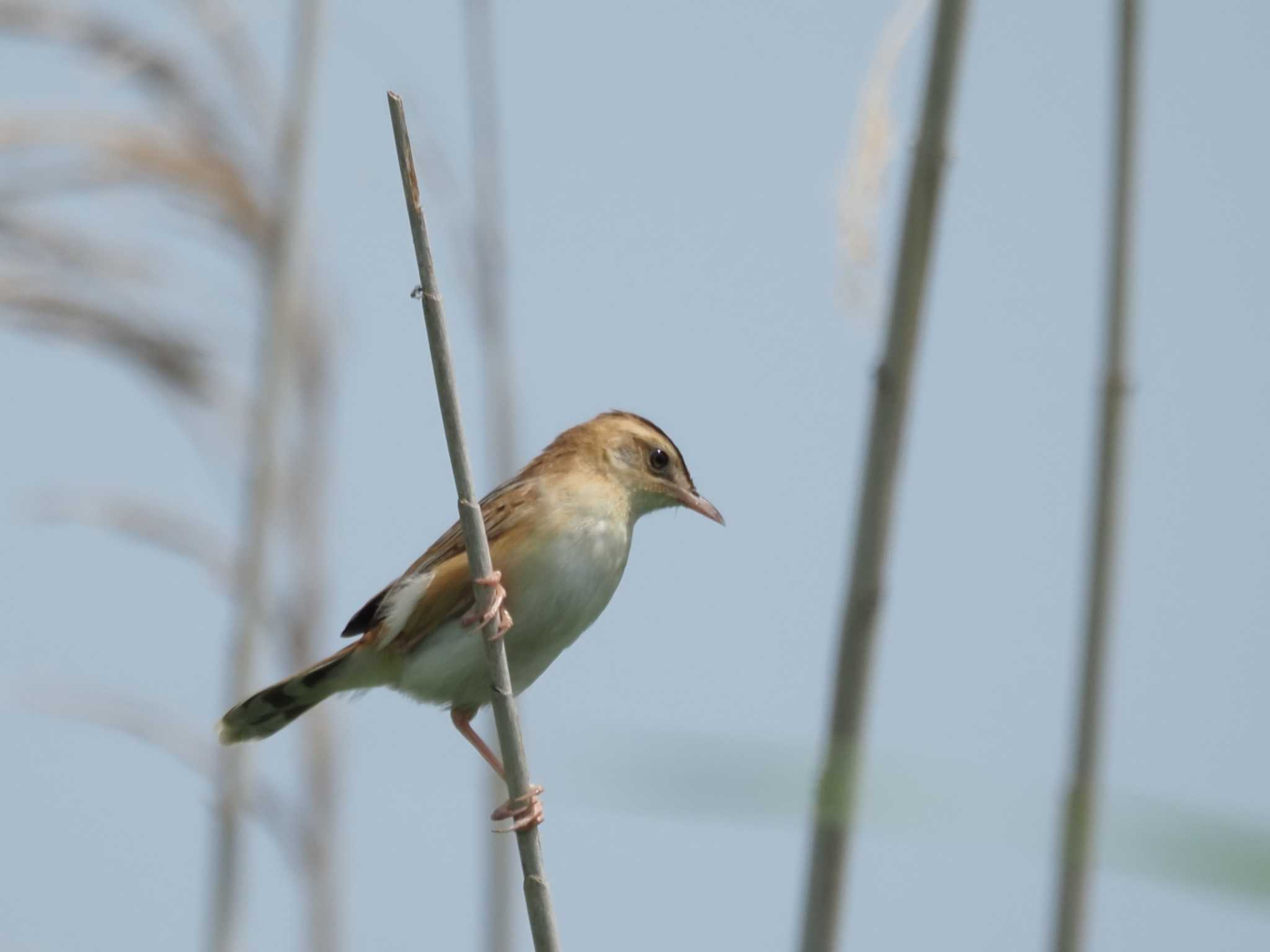 Zitting Cisticola