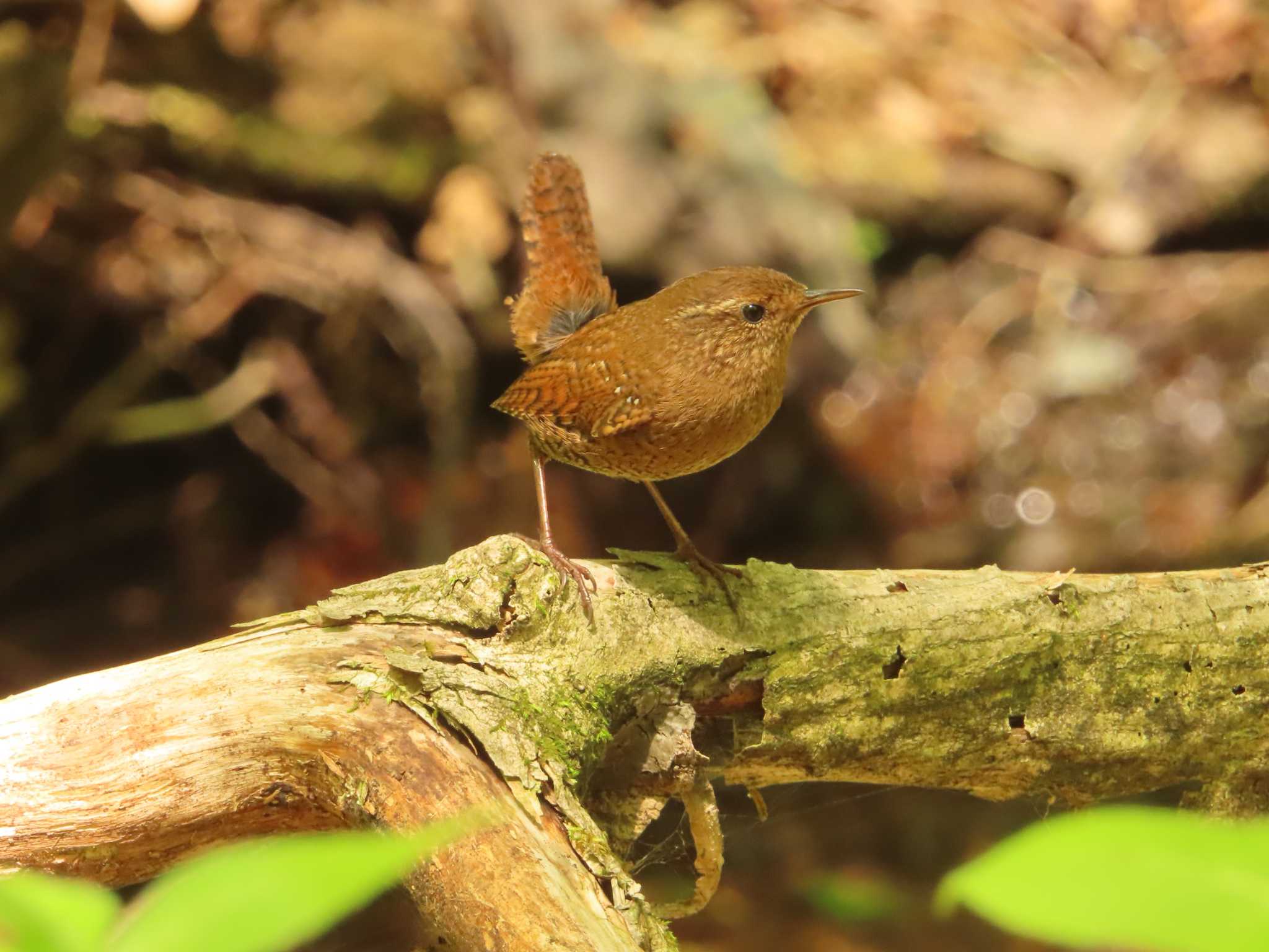 Eurasian Wren