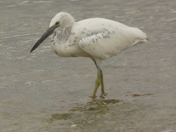 Pacific Reef Heron Yoron Island Wed, 7/4/2018