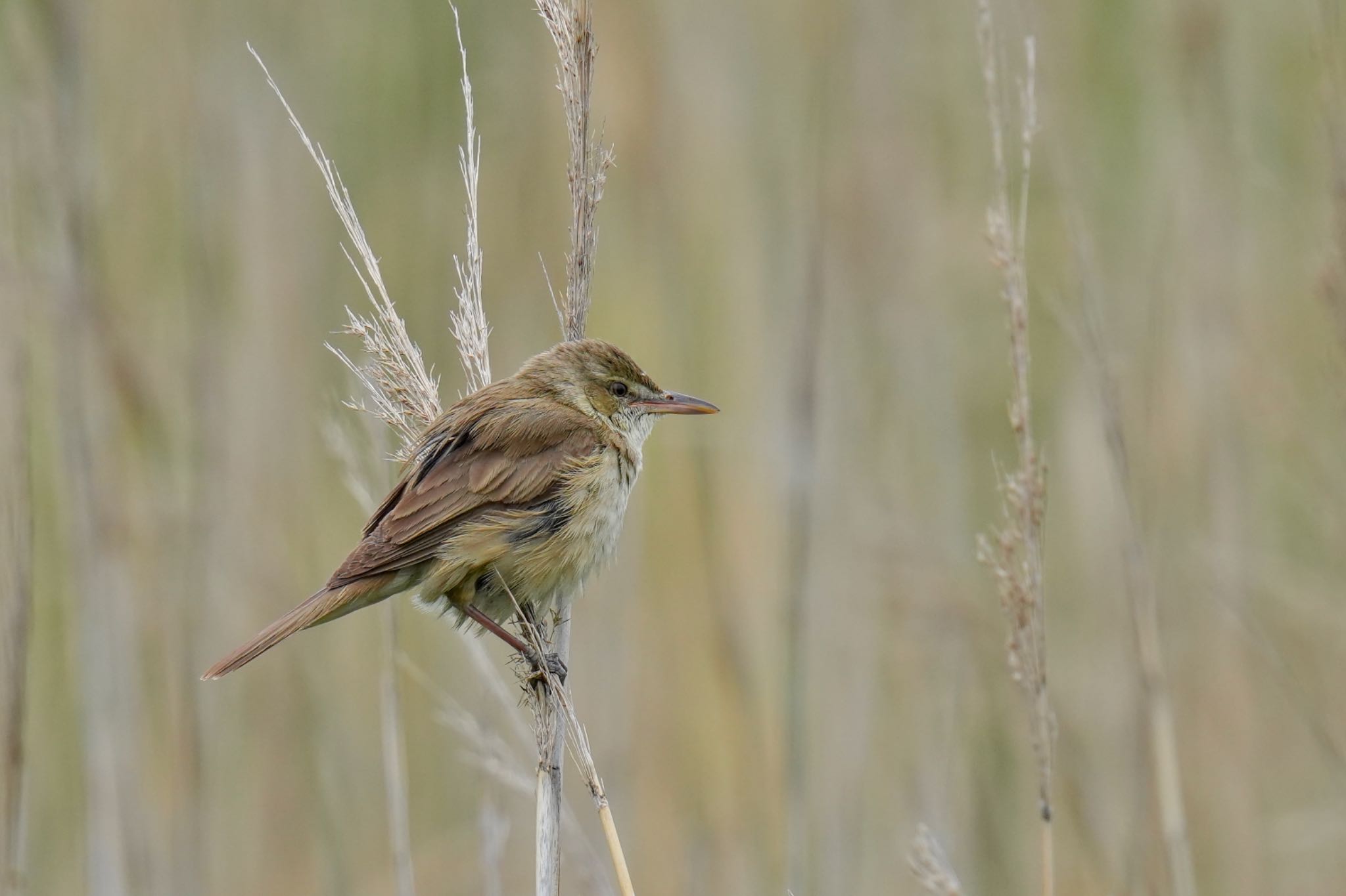 Photo of Oriental Reed Warbler at Tokyo Port Wild Bird Park by アポちん