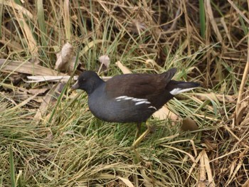 Common Moorhen Akigase Park Sun, 1/22/2023