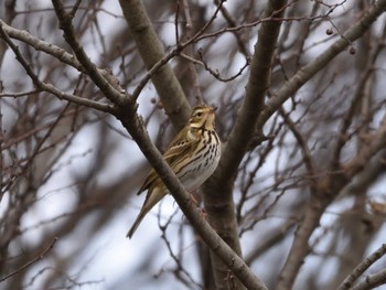 Olive-backed Pipit Akigase Park Sun, 1/22/2023