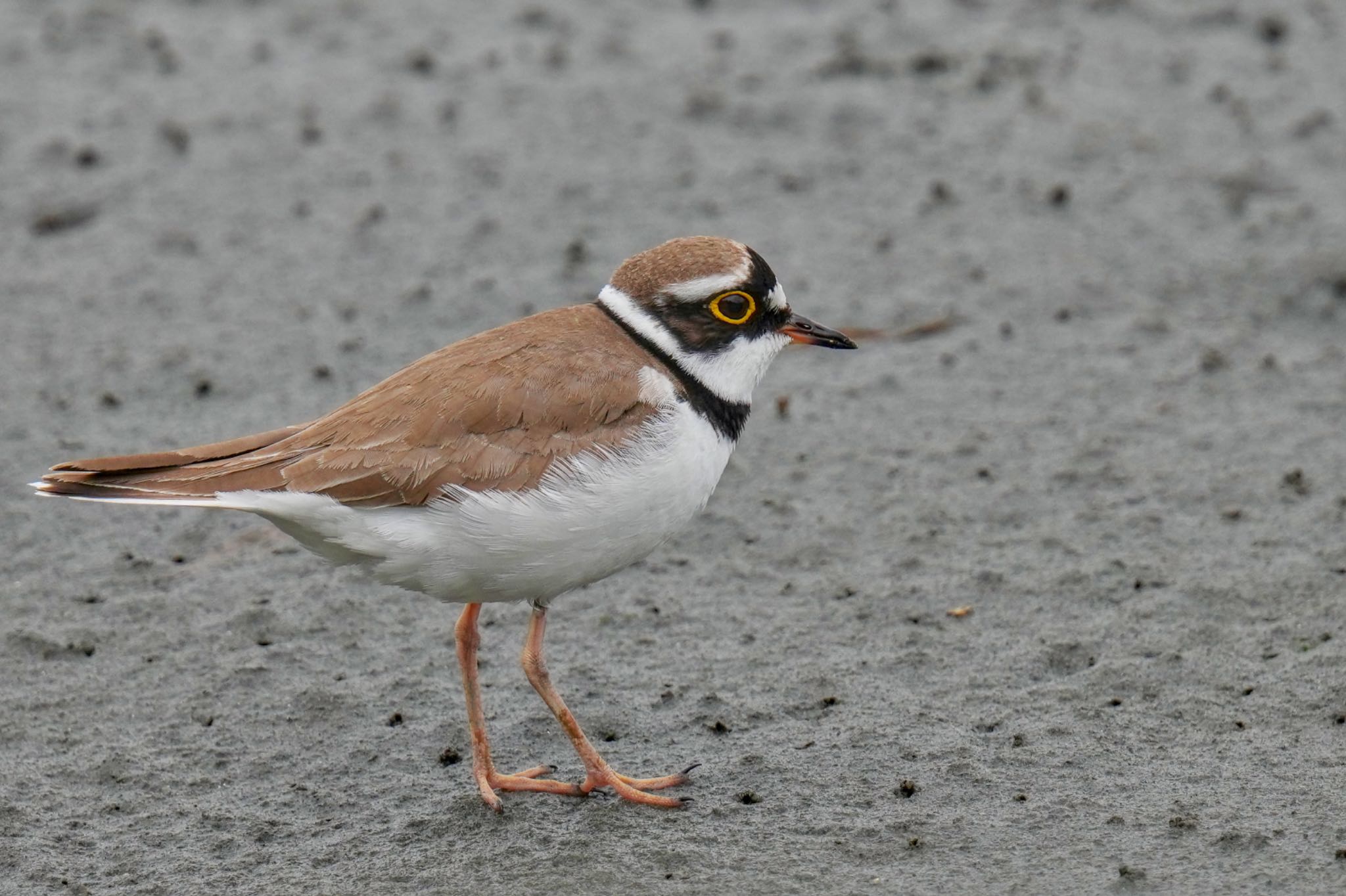 Little Ringed Plover