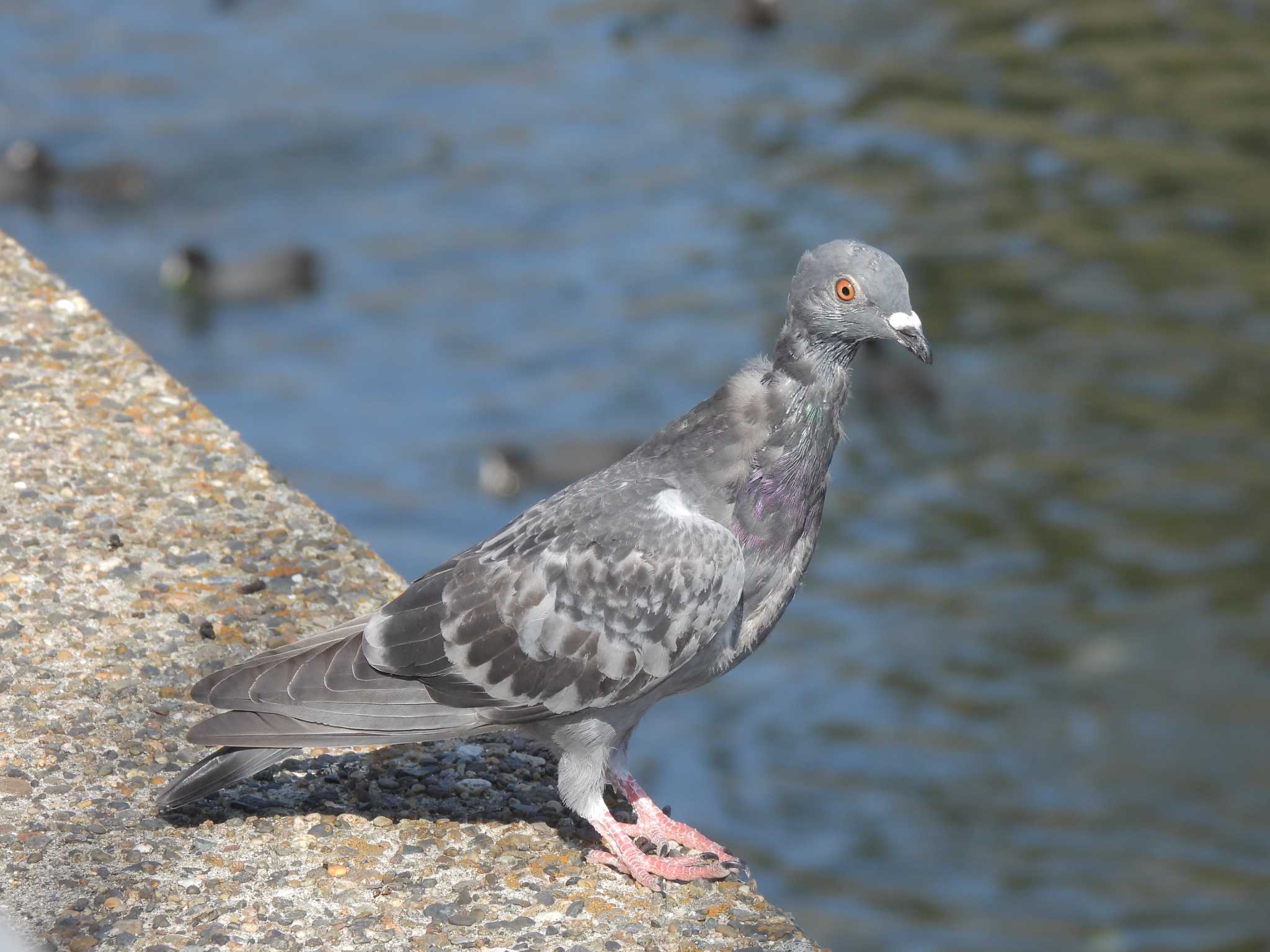 谷津干潟 カワラバトの写真