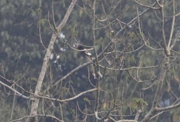 White-winged Magpie Ba Be National Park Fri, 5/5/2023