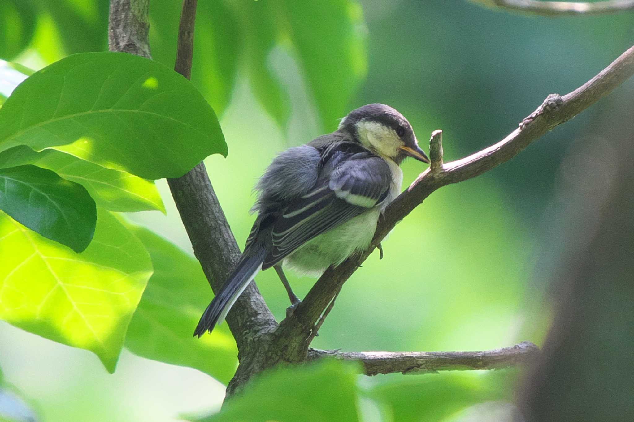 Photo of Japanese Tit at 瀬上市民の森 by Y. Watanabe