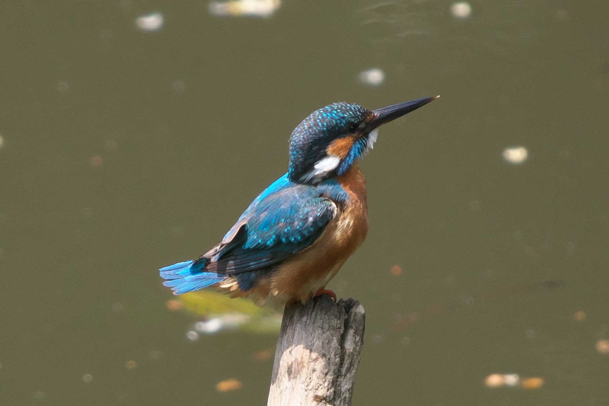 Common Kingfisher