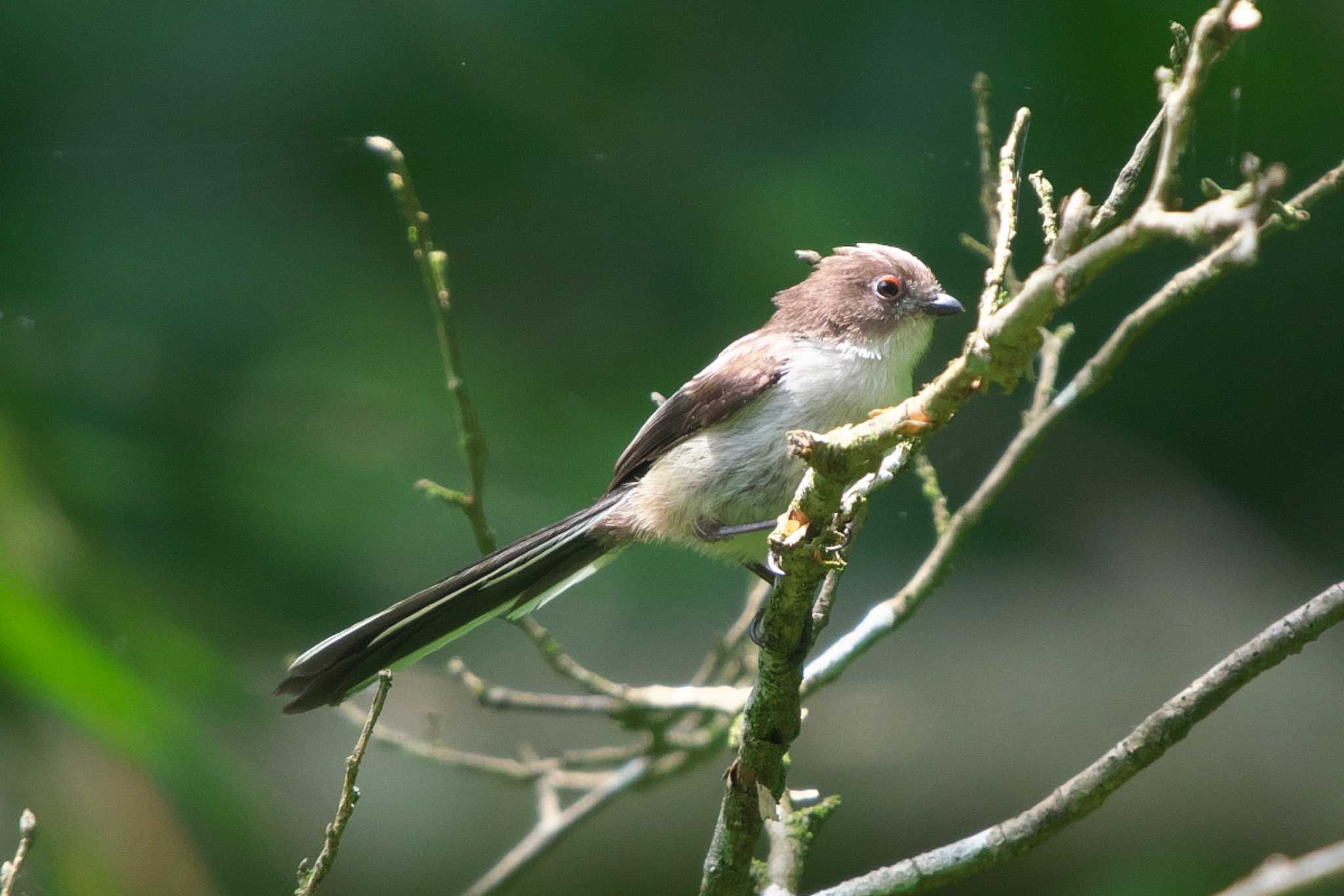 Photo of Long-tailed Tit at 瀬上市民の森 by Y. Watanabe