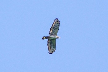 Thu, 5/18/2023 Birding report at 厚木七沢森林公園