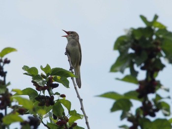 Oriental Reed Warbler 入間川(広瀬橋付近) Mon, 5/22/2023