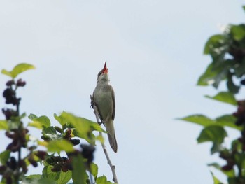 Oriental Reed Warbler 入間川(広瀬橋付近) Mon, 5/22/2023