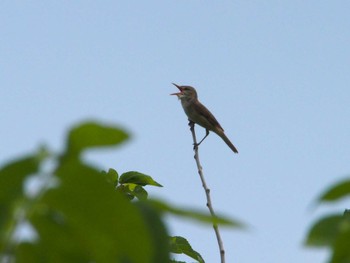 Oriental Reed Warbler 入間川(広瀬橋付近) Mon, 5/22/2023