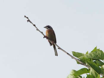 Meadow Bunting 入間川(広瀬橋付近) Sun, 5/21/2023