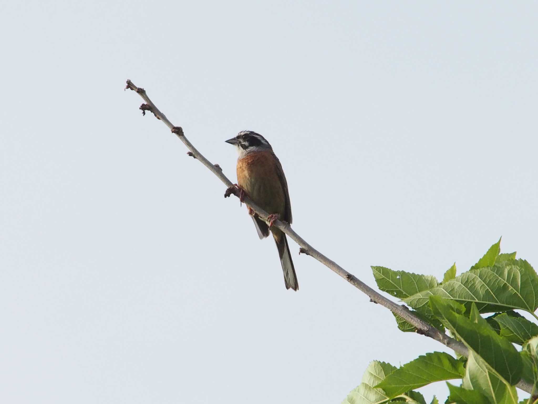 Photo of Meadow Bunting at 入間川(広瀬橋付近) by 藤田典伸