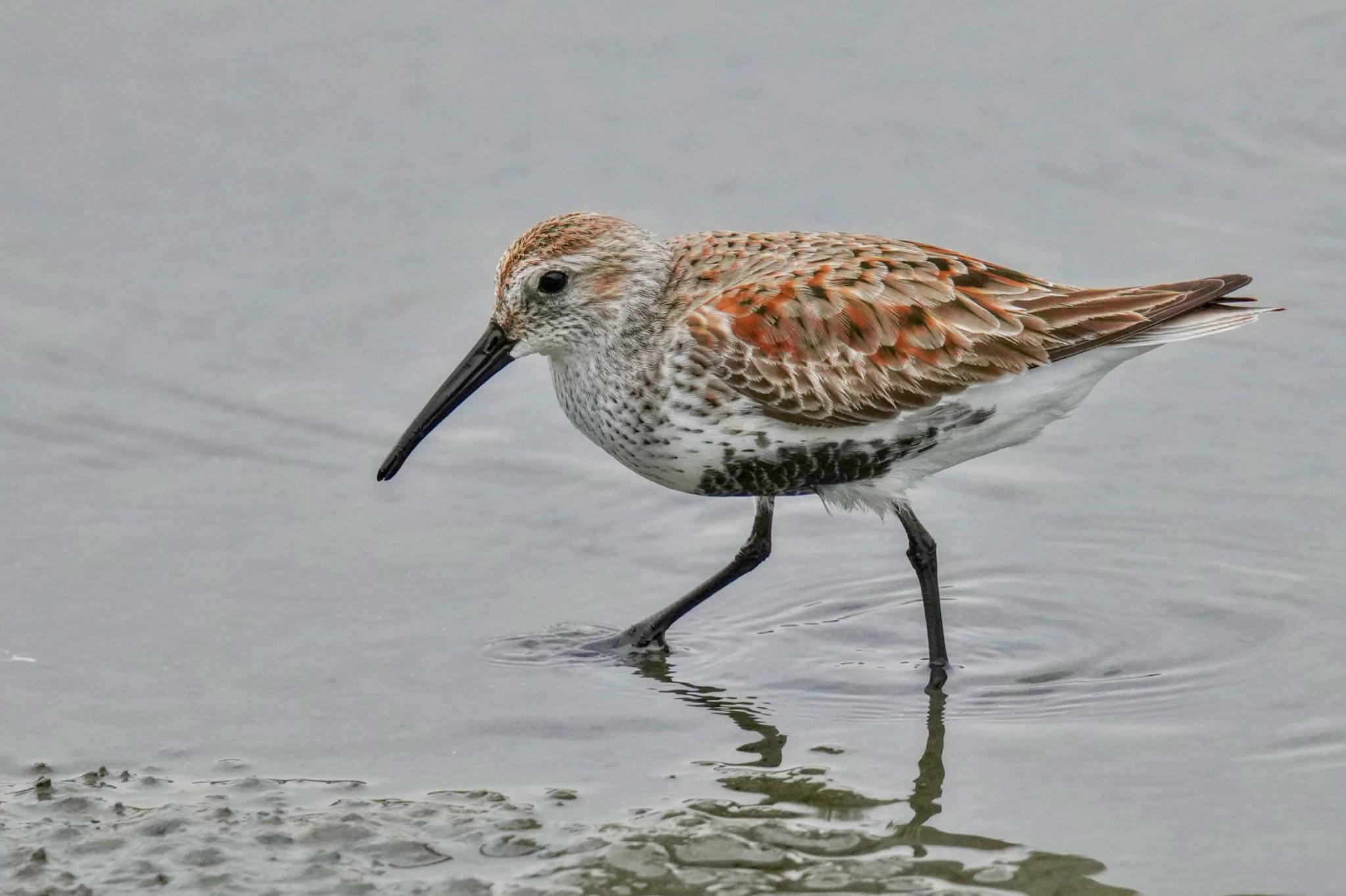 Dunlin