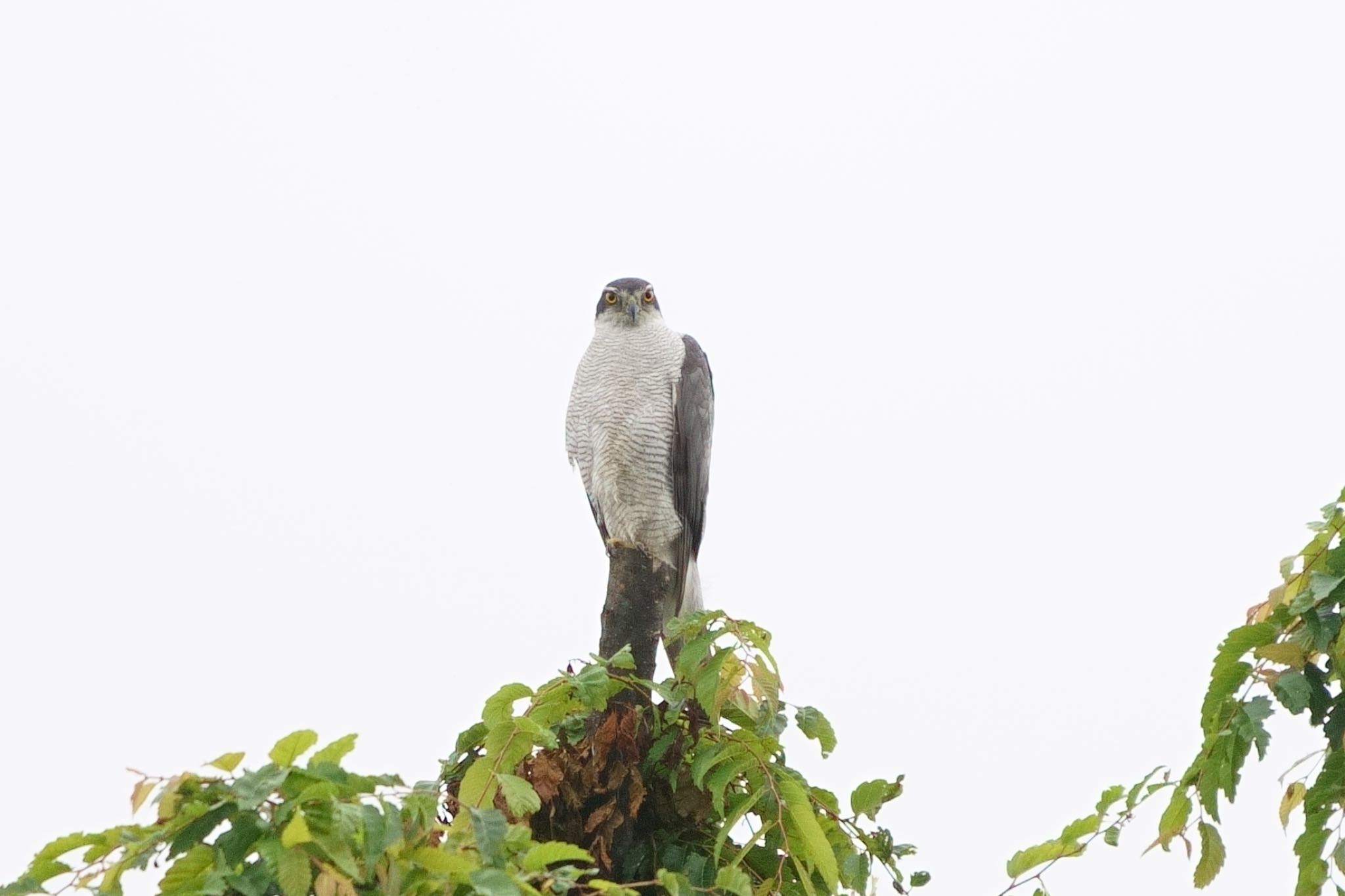 Photo of Eurasian Goshawk at ご近所さん by アカウント5227