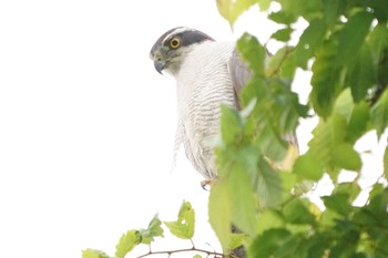 Eurasian Goshawk ご近所さん Sat, 5/20/2023