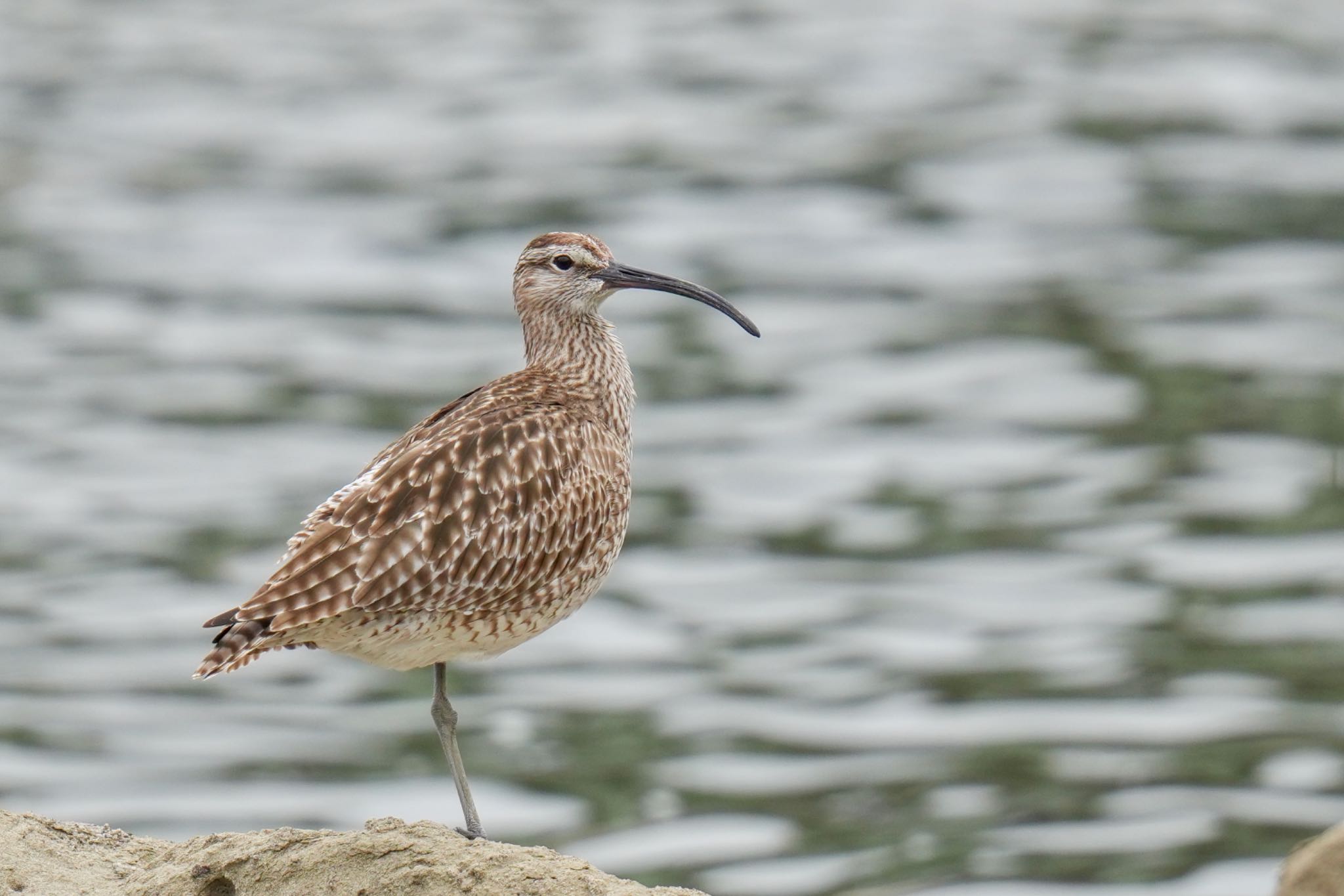 東京港野鳥公園 チュウシャクシギの写真