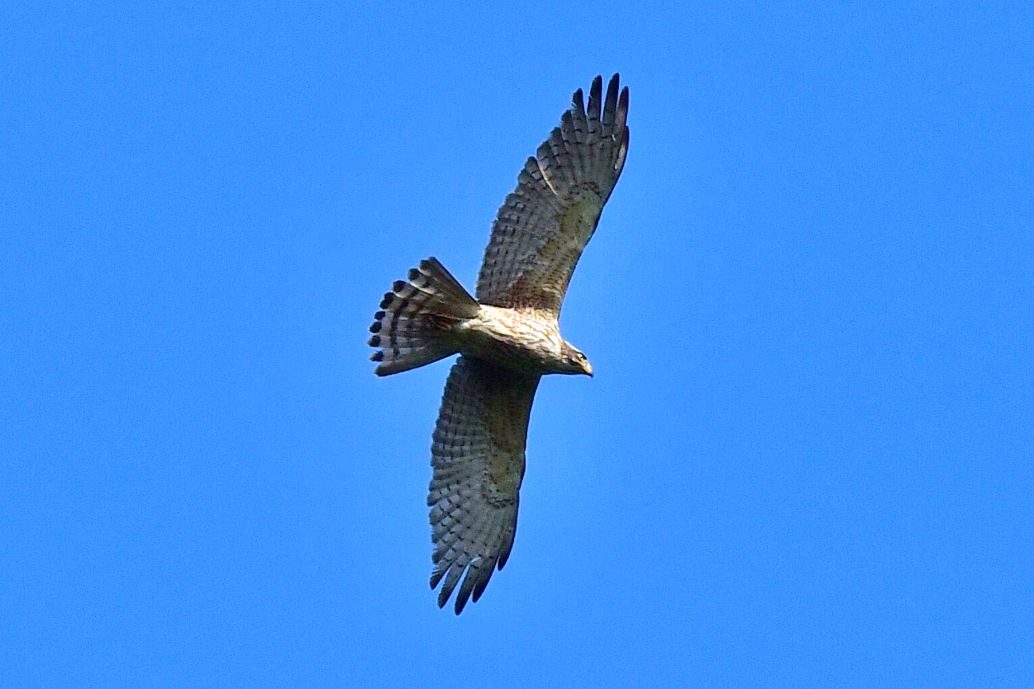 Photo of Grey-faced Buzzard at 油山市民の森 by にょろちょろ